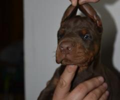 Доберман – красиви кученца