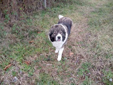 Подарявам Българско овчарско куче