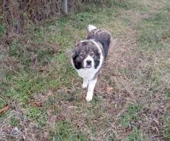 Подарявам Българско овчарско куче