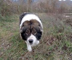 Подарявам Българско овчарско куче