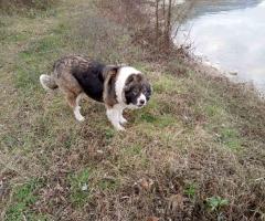 Подарявам Българско овчарско куче