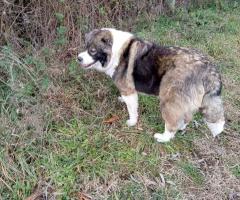 Подарявам Българско овчарско куче