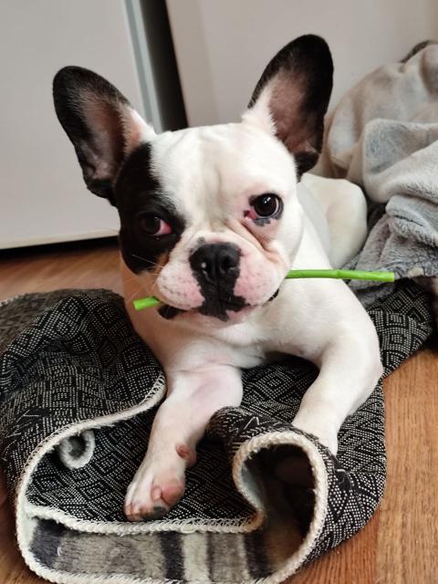 Мъжко френчи на една година