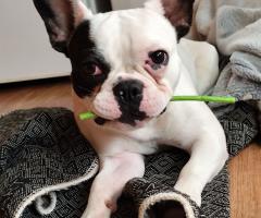 Мъжко френчи на една година