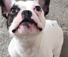 Мъжко френчи на една година