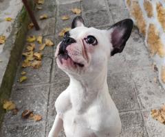 Мъжко френчи на една година