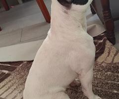 Мъжко френчи на една година