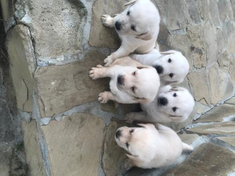 Чистокръвни лабрадори