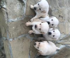 Чистокръвни лабрадори