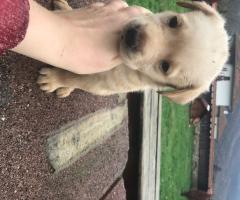 Чистокръвни лабрадори