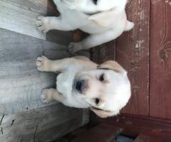 Чистокръвни лабрадори