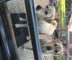 Чистокръвни лабрадори