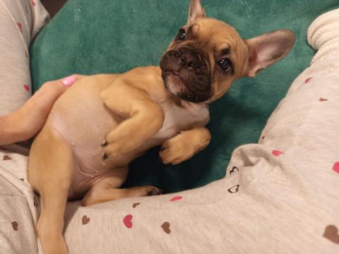 Френски булдог