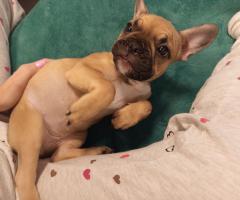 Френски булдог