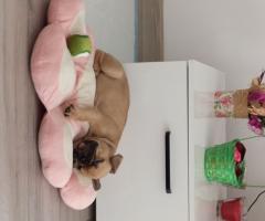 Френски булдог