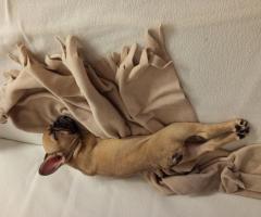 Френски булдог