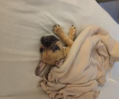 Френски булдог