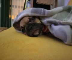 Френски булдог