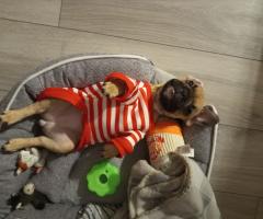 Френски булдог