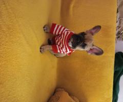 Френски булдог