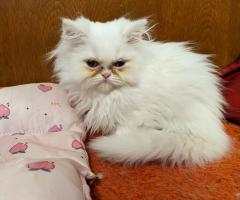 Продавам персийски котенца
