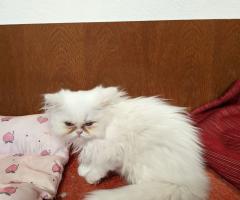 Продавам персийски котенца