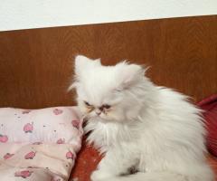 Продавам персийски котенца