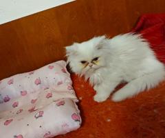 Продавам персийски котенца