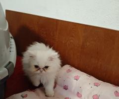 Продавам персийски котенца