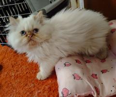 Продавам персийски котенца