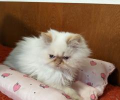 Продавам персийски котенца