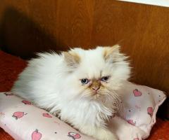 Продавам персийски котенца