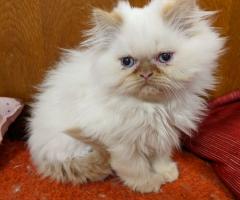 Продавам персийски котенца
