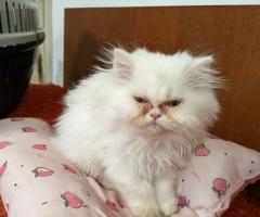 Продавам персийски котенца