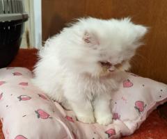 Продавам персийски котенца