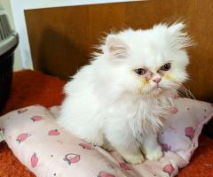 Продавам персийски котенца