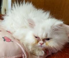 Продавам персийски котенца