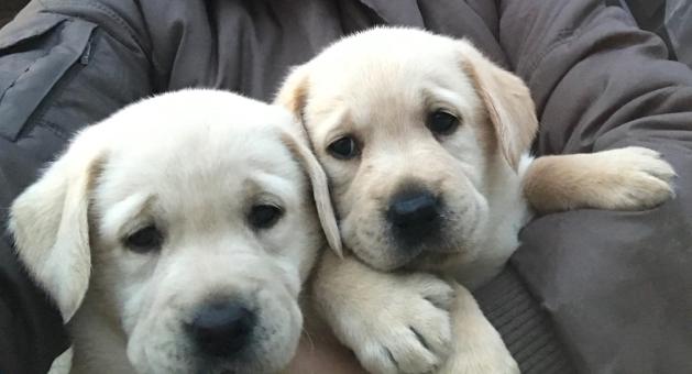 Чистокръвни лабрадорчета