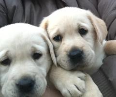 Чистокръвни лабрадорчета