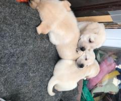 Чистокръвни лабрадорчета