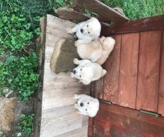 Чистокръвни лабрадорчета