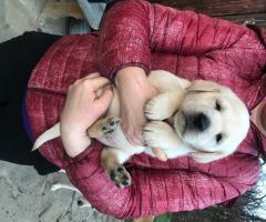 Чистокръвни лабрадорчета