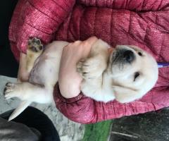 Чистокръвни лабрадорчета