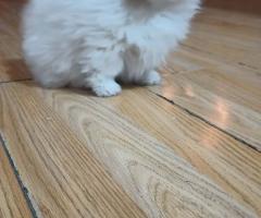 Шпиц померан