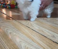 Шпиц померан