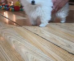 Шпиц померан