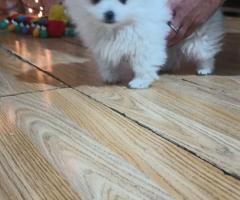 Шпиц померан