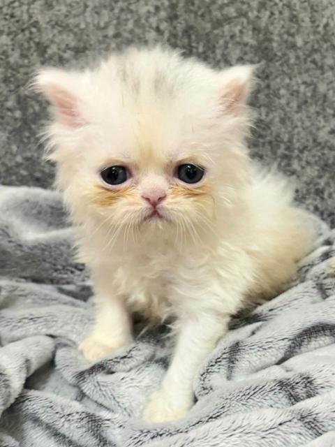 Женско котенце