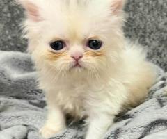 Женско котенце