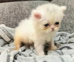 Женско котенце